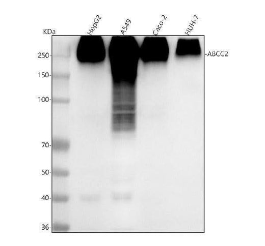 Anti-MRP2 ABCC2 Rabbit Monoclonal Antibody Boster Bio