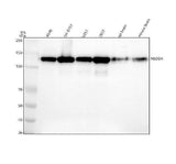 Anti-NEDD4 Rabbit Monoclonal Antibody Boster Bio