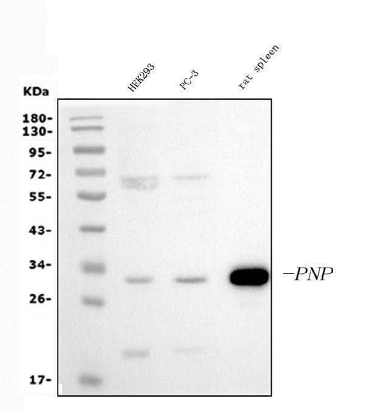 Anti-PNP Antibody Picoband® (monoclonal, 2H10 Boster Bio