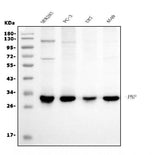 Anti-PNP Antibody Picoband® (monoclonal, 7G5 Boster Bio