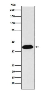 Anti-NUDC Rabbit Monoclonal Antibody Boster Bio