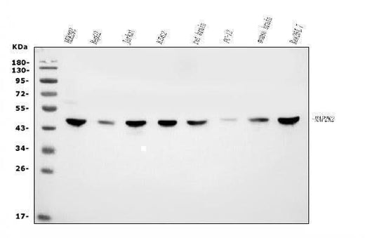 Anti-MEK2/MAP2K2 Antibody Picoband® (monoclonal, 2B4 Boster Bio