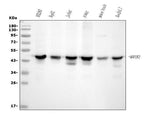 Anti-MEK2/MAP2K2 Antibody Picoband® (monoclonal, 2H4 Boster Bio