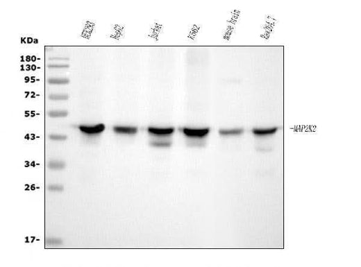 Anti-MEK2/MAP2K2 Antibody Picoband® (monoclonal, 2H4 Boster Bio