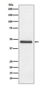 Anti-CNPase Rabbit Monoclonal Antibody Boster Bio