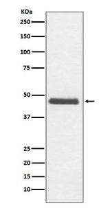 Anti-CNPase Rabbit Monoclonal Antibody Boster Bio