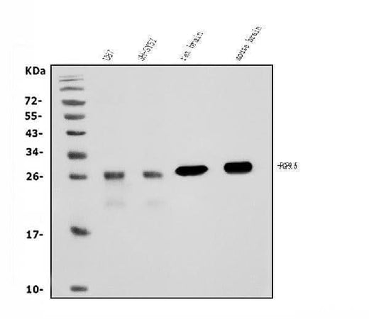 Anti-PGP9.5 Antibody Picoband® (monoclonal, 3E4 Boster Bio