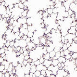 Anti-Hsc70 HSPA8 Rabbit Monoclonal Antibody Boster Bio