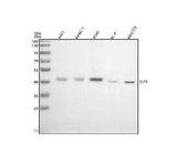 Anti-ESE1 Rabbit Monoclonal Antibody Boster Bio