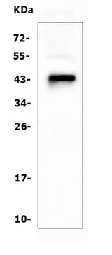 Anti-CD79a Antibody Picoband® (monoclonal, 4G4 Boster Bio