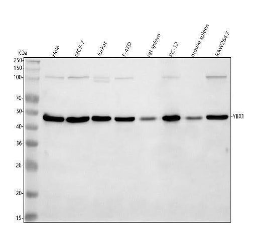 Anti-YB1 YBX1 Rabbit Monoclonal Antibody Boster Bio