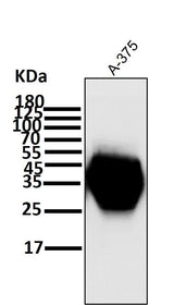 Anti-CD63 Rabbit Monoclonal Antibody Boster Bio