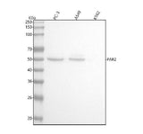Anti-PAR2 Rabbit Monoclonal Antibody Boster Bio