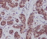 Anti-STAT5A/B Rabbit Monoclonal Antibody Boster Bio