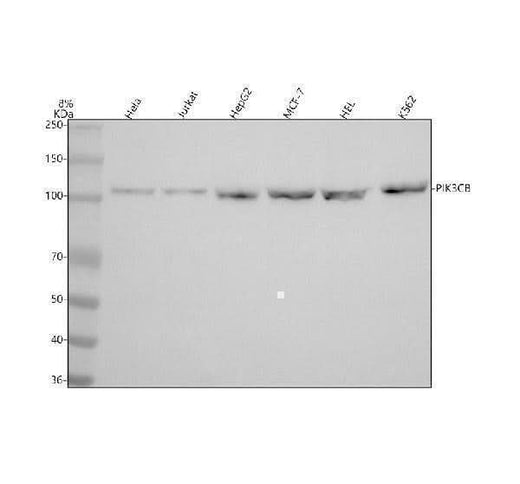 Anti-PI3 Kinase p110 beta PIK3CB Rabbit Monoclonal Antibody Boster Bio