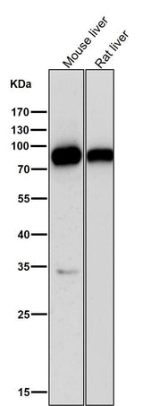 Anti-SCARB1/Sr Bi Rabbit Monoclonal Antibody Boster Bio