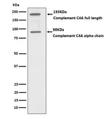 Anti-C4A Monoclonal Antibody Boster Bio