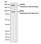 Anti-C4A Monoclonal Antibody Boster Bio