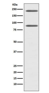 Anti-C4 Rabbit Monoclonal Antibody Boster Bio