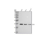 Anti-IL23 Rabbit Monoclonal Antibody Boster Bio