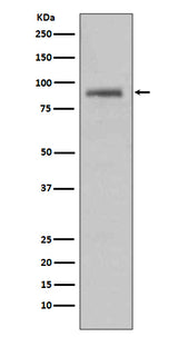 Anti-Hsp90 alpha HSP90AA1 Rabbit Monoclonal Antibody Boster Bio