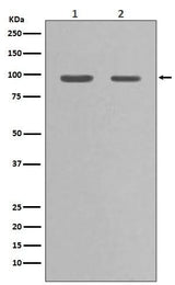 Anti-Hsp90 alpha HSP90AA1 Rabbit Monoclonal Antibody Boster Bio