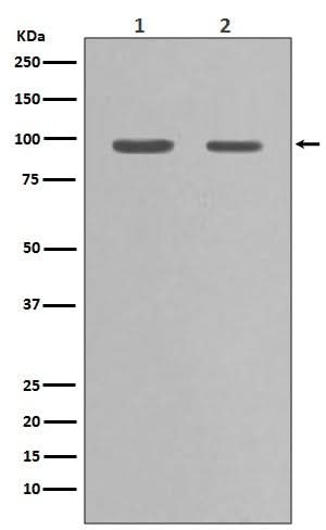 Anti-Hsp90 alpha HSP90AA1 Rabbit Monoclonal Antibody Boster Bio
