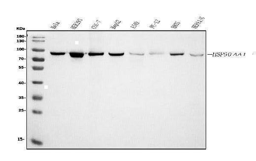 Anti-Hsp90 alpha Antibody Picoband® (monoclonal, 6B5 Boster Bio