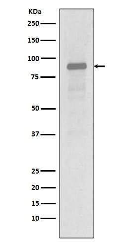 Anti-Hsp90 alpha HSP90AA1 Rabbit Monoclonal Antibody Boster Bio