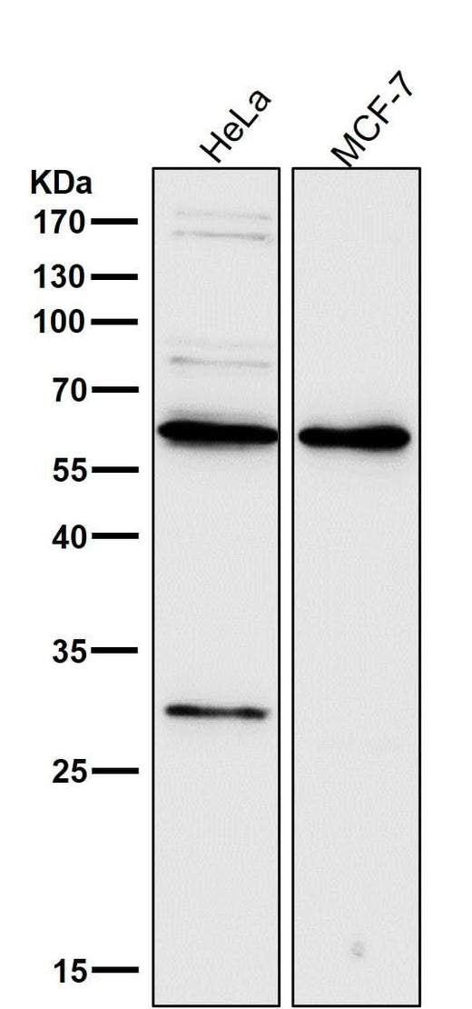 Anti-PDCD4 Rabbit Monoclonal Antibody Boster Bio