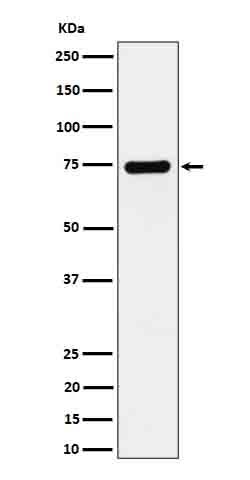 Anti-Dopamine beta Hydroxylase Rabbit Monoclonal Antibody Boster Bio