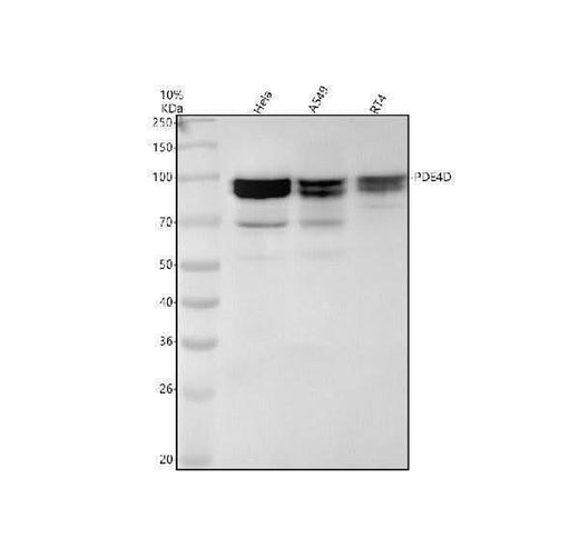 Anti-PDE4D Rabbit Monoclonal Antibody Boster Bio