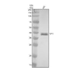 Anti-SPI1 Rabbit Monoclonal Antibody Boster Bio