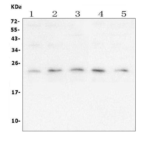 Anti-mtTFA TFAM Antibody Picoband® (monoclonal, 4D9 Boster Bio