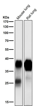 Anti-Podoplanin PDPN Rabbit Monoclonal Antibody Boster Bio