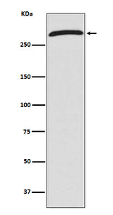 Anti-CHD4 Rabbit Monoclonal Antibody Boster Bio