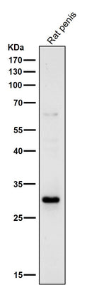 Anti-14-3-3 sigma SFN Rabbit Monoclonal Antibody Boster Bio