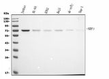 Anti-NRF1 Antibody Picoband® (monoclonal, 2G4 Boster Bio