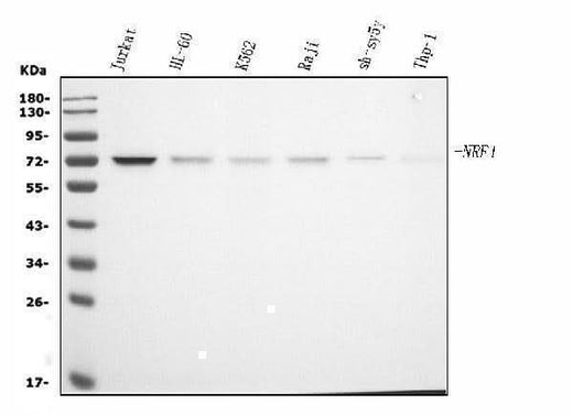 Anti-NRF1 Antibody Picoband® (monoclonal, 2G4 Boster Bio