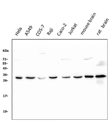 Anti-14-3-3 zeta/delta/YWHAZ Antibody Picoband® (monoclonal, 6H7 Boster Bio