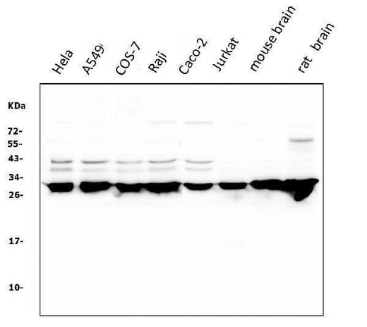 Anti-14-3-3 zeta/delta/YWHAZ Antibody Picoband® (monoclonal, 6G5 Boster Bio