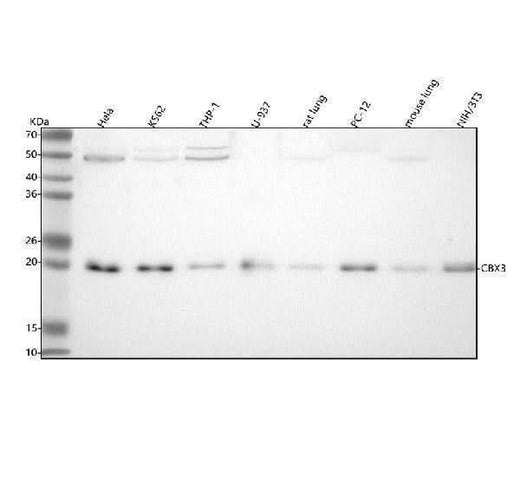 Anti-HP1 gamma Rabbit Monoclonal Antibody Boster Bio
