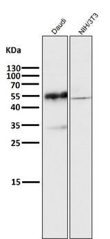 Anti-CD27 Rabbit Monoclonal Antibody Boster Bio