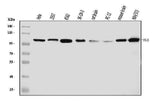 Anti-HGS Antibody Picoband® (monoclonal, 6C2E1 Boster Bio