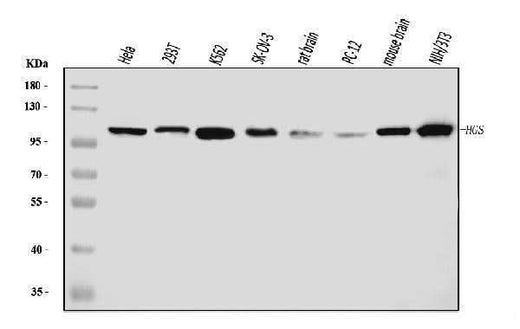 Anti-HGS Antibody Picoband® (monoclonal, 6C2E1 Boster Bio