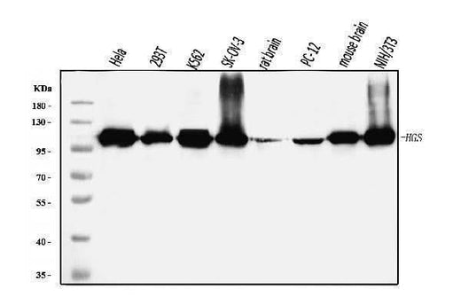 Anti-HGS Antibody Picoband® (monoclonal, 4B7E2 Boster Bio