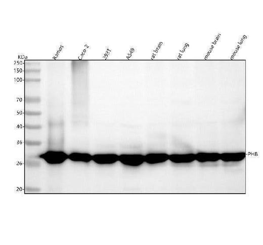 Anti-Prohibitin PHB Rabbit Monoclonal Antibody Boster Bio