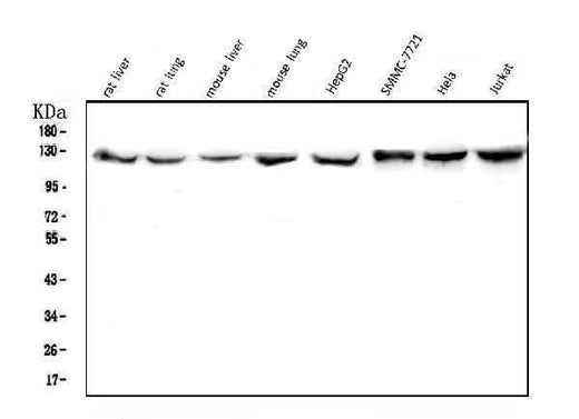 Anti-CRM1 XPO1 Antibody Picoband® (monoclonal, 5G3 Boster Bio