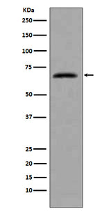 Anti-CDC7 Rabbit Monoclonal Antibody Boster Bio