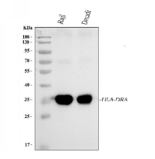 Anti-HLA-DR/HLA-DRA Antibody Picoband® (monoclonal, 8I10H1 Boster Bio